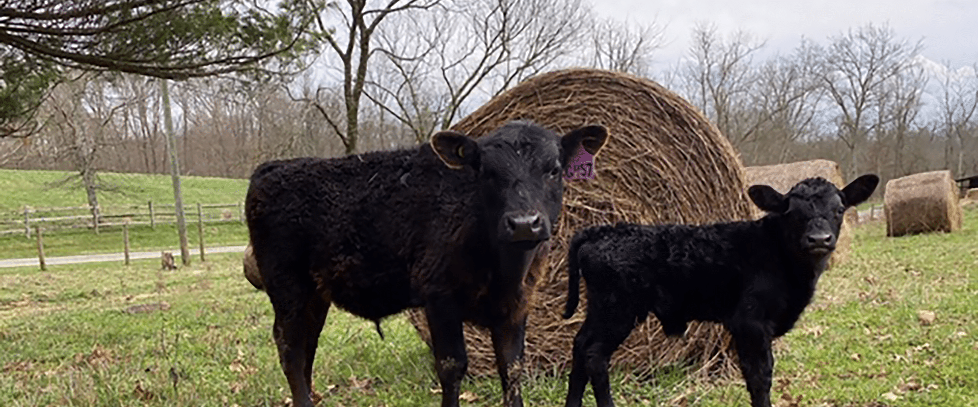 Bull calf Banjo son-lg