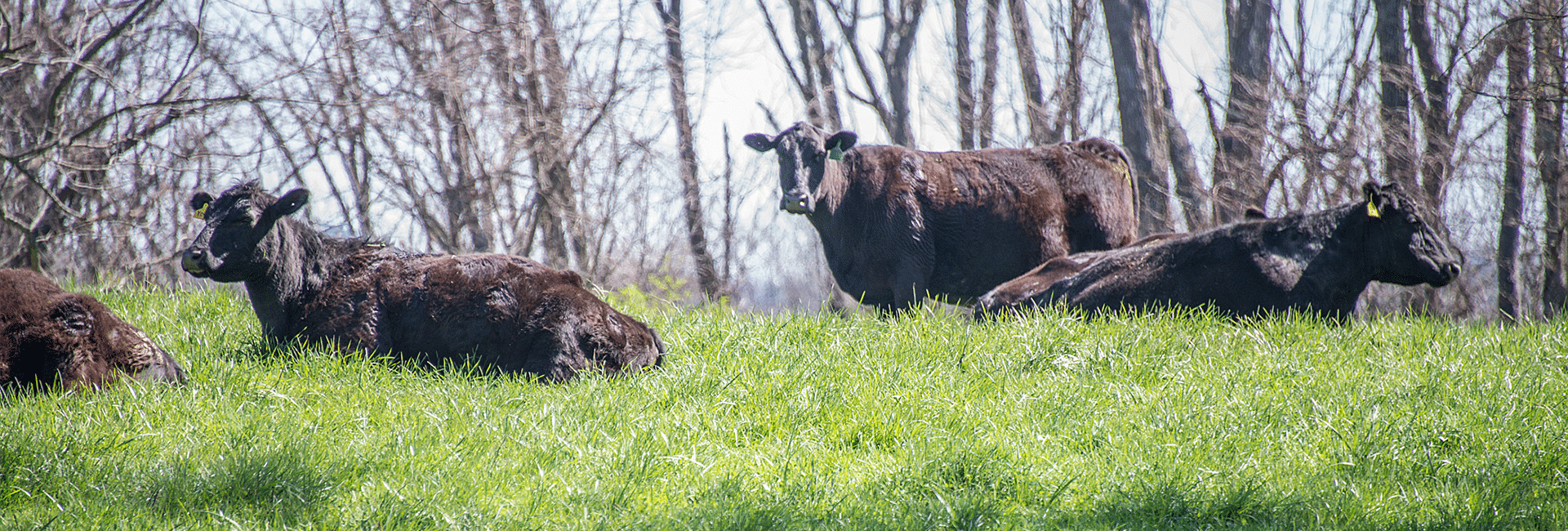 Cattle_1920x650