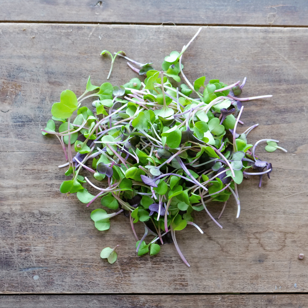 Radish Microgreens