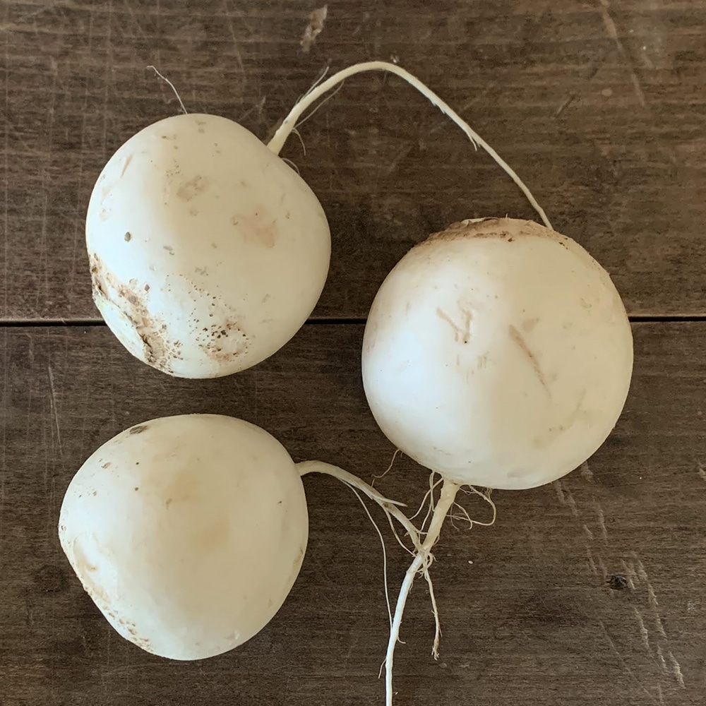 SaladTurnip_1000x1000