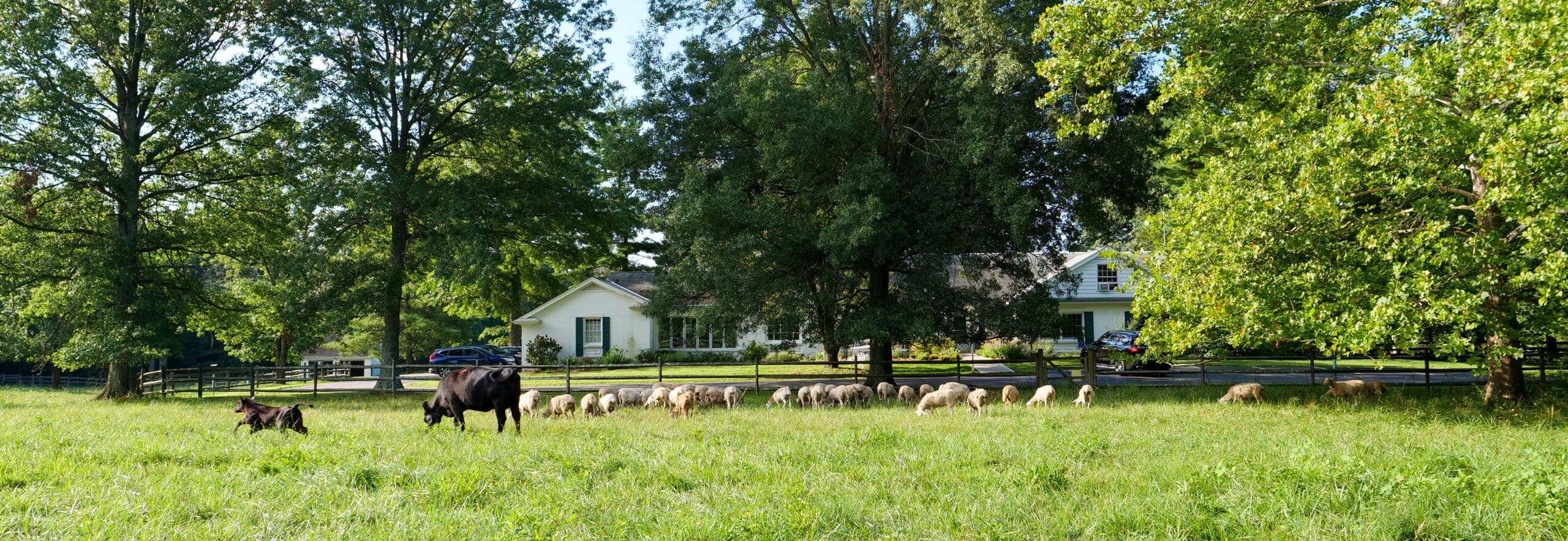 Livestock-Farmstore Black angus cow with her calf and a flock of sheep, grazing through lush green pasture, surrounded by tall trees