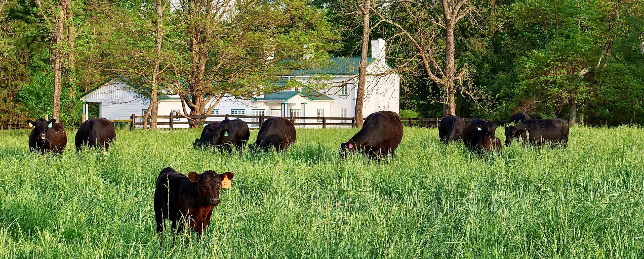 Cattle_SHF