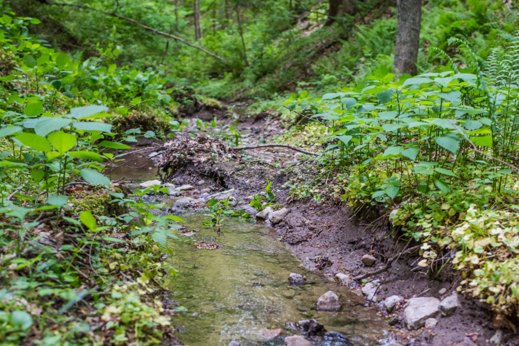 Stream