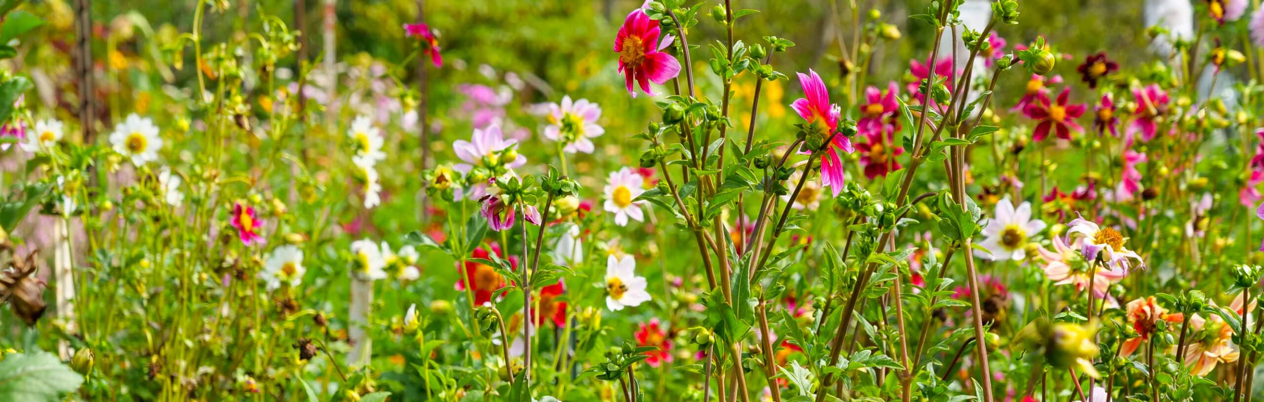 Flower Fields