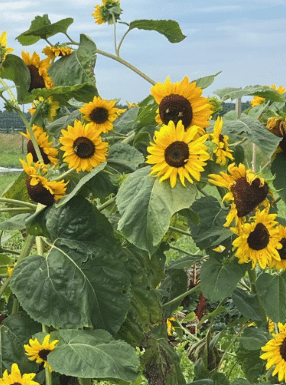 Sunflowers