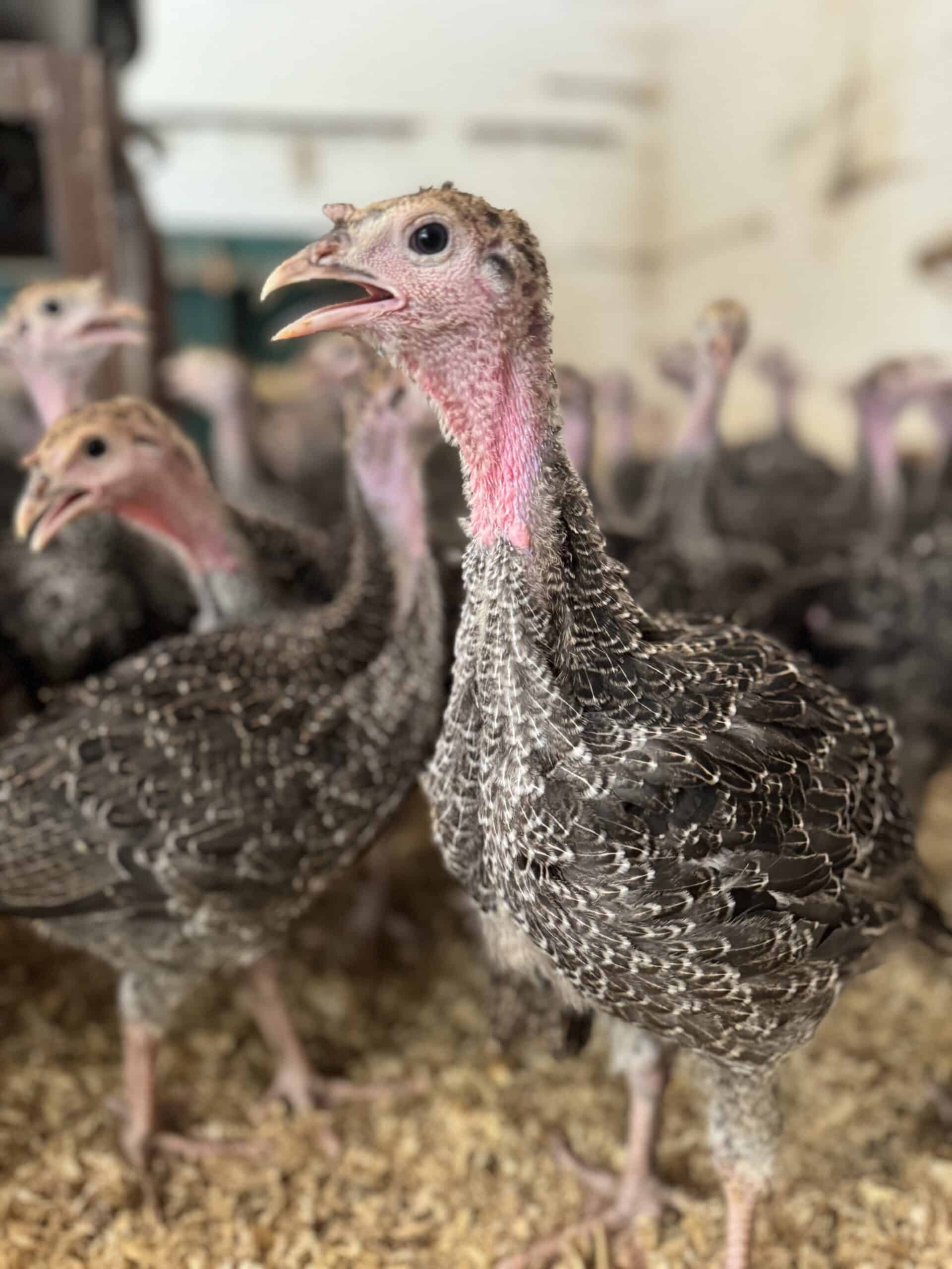 turkey 2